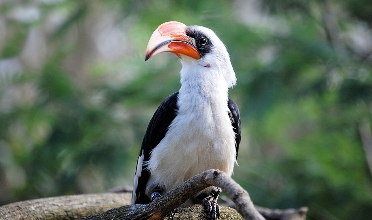 Season of the hornbills