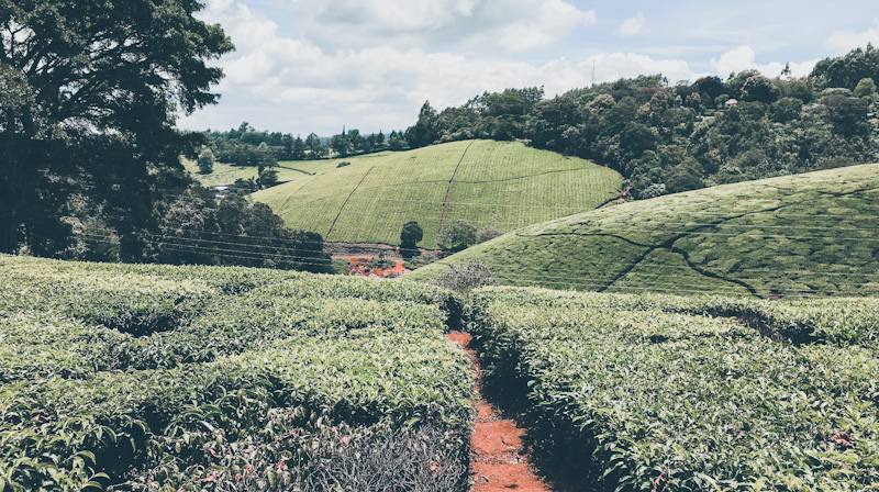 One of the Tea Estate in Limuru that is owned by Limuru Tea Company Ltd. Stronger Tea Presence in East Africa: B Commodities ME (FZE) Acquires Controlling Stake in Limuru Tea