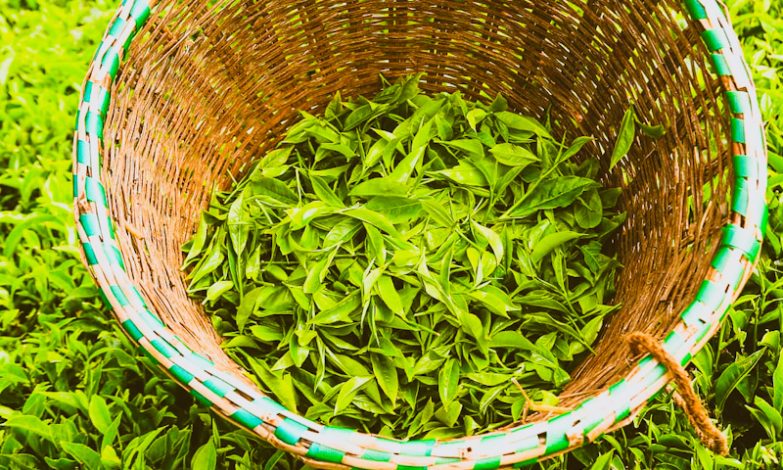 Tea in harvesting basket in Kenya. Lipton Elevates Tea Standards with Browns Partnership