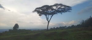 An Acacia tree in solitude