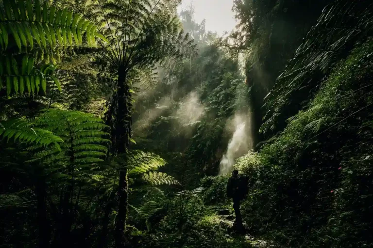 Nyungwe Forest National Park was established in 2004 and encompasses 970 km2 of rainforest, bamboo, grassland, wetlands, and bogs.