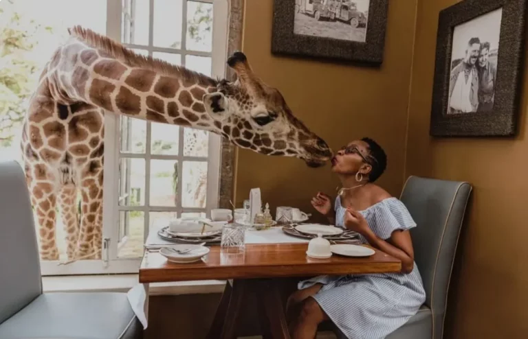 A giraffe is kissing a guest at Giraffe Manor during breakfast. Kenya Tourism Earnings Jump 32% in 2023 Photo Desiree' Hall