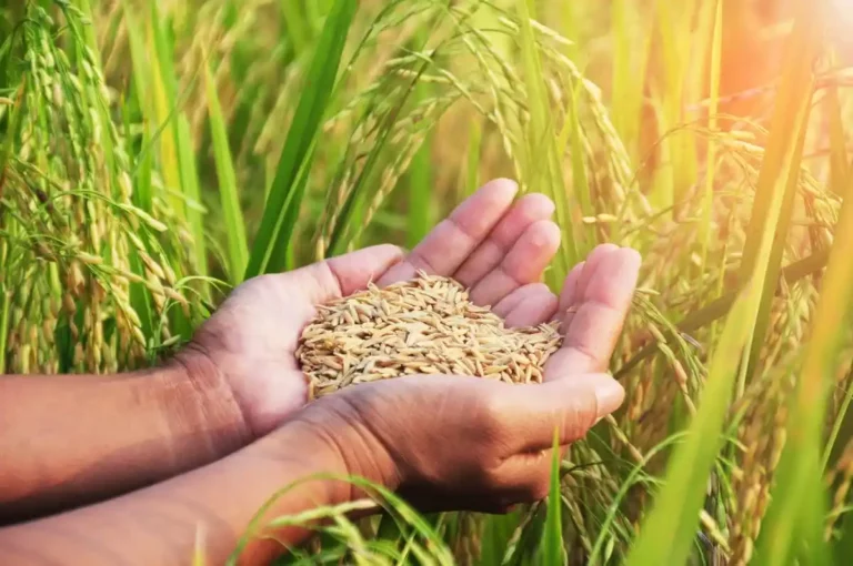 Grain in the field