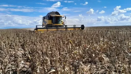 A bountiful sorghum harvest fills the fields.