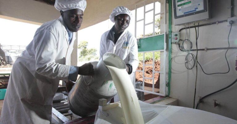 Kenyans holding a bucket of milk