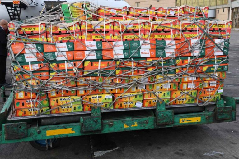 Kenya’s Apple Mango Export Breakthrough and Floriculture Resilience Kenya’s first Apple mango consignment flagged off for export to the UK, symbolizing new trade opportunities for farmers.