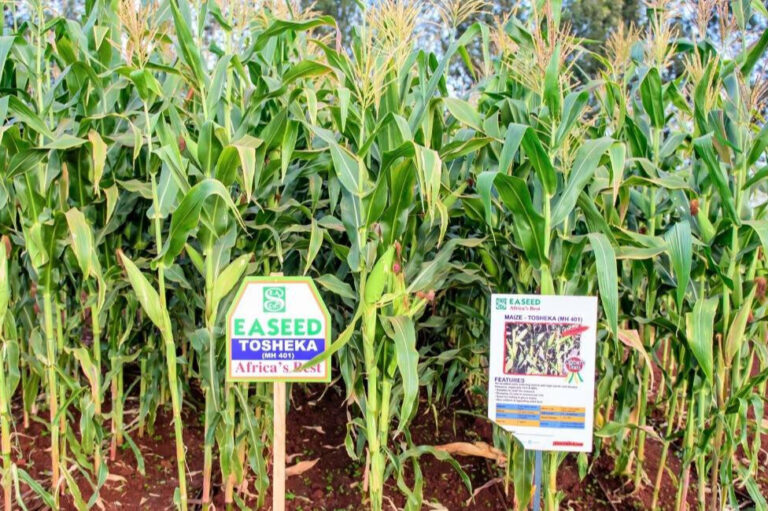 East Africa Seeds legacy strengthened by Zaad Holdings acquisition, expanding seed innovation across Africa