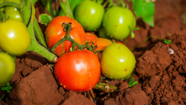 Close-up of tomato plant with ripe red and unripe green fruits on the vine, showing natural growth stages.
