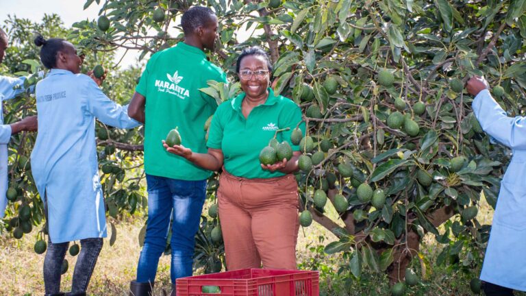 Karakuta Fresh Produce CEO Grace Ngungi with staff at an avocado farm, holding avocados near a harvest crate